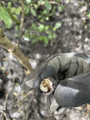 Ellobiidae