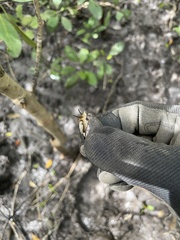Ellobiidae