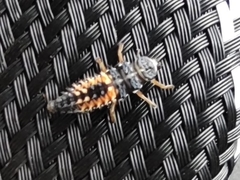 Harmonia axyridis