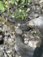 Ellobiidae