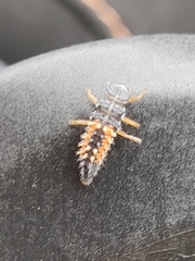 Harmonia axyridis