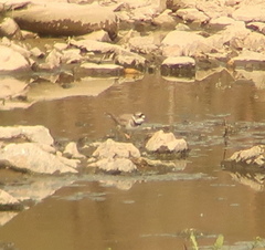 Charadrius placidus