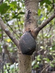 Ellobiidae