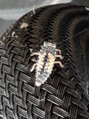 Harmonia axyridis