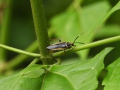 Hemithyrsocera histrio