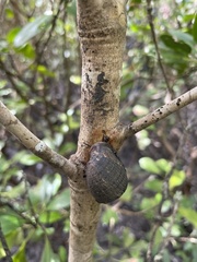 Ellobiidae