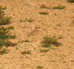 Charadrius placidus