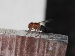 Volucella