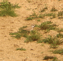Charadrius placidus