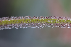 Drosera regia