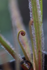 Drosera regia