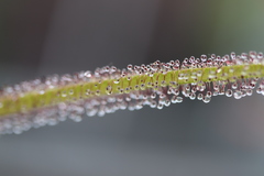 Drosera regia