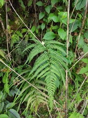 Dryopteris bissetiana