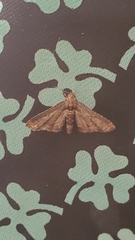 Lepidoptera
