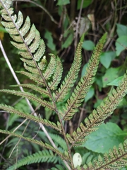 Dryopteris bissetiana
