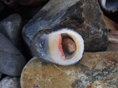 Nerita erythrostoma