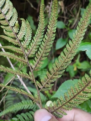 Dryopteris bissetiana