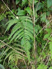 Dryopteris bissetiana