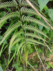Dryopteris bissetiana