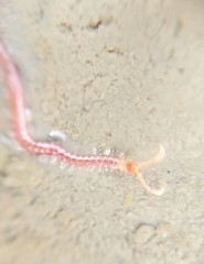 Geophilomorpha