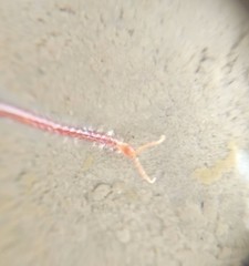 Geophilomorpha