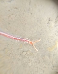 Geophilomorpha