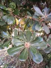 Pittosporum tobira