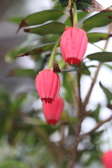 Crinodendron hookerianum