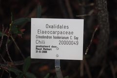 Crinodendron hookerianum