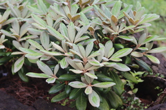 Rhododendron yakushimanum