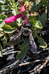 Xylocopa californica californica