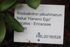 Rhododendron yakushimanum