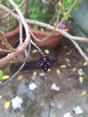 Thyrassia subcordata