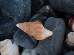 Fasciolariidae