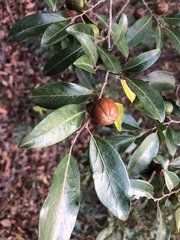 Petalostigma pachyphyllum