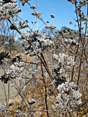 Pycnanthemum curvipes