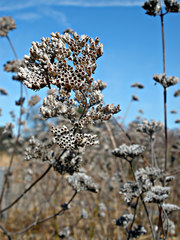Pycnanthemum curvipes