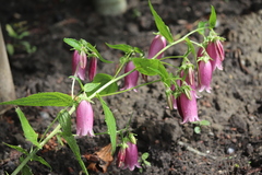 Campanula punctata hondoensis