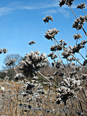 Pycnanthemum curvipes