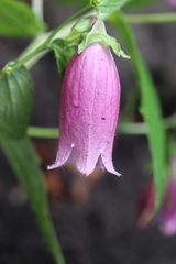Campanula punctata hondoensis