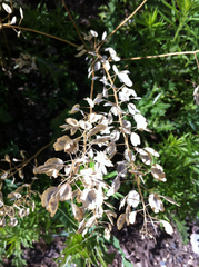 Thlaspi arvense