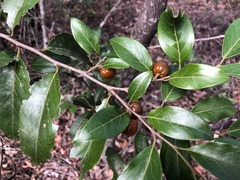 Petalostigma pachyphyllum