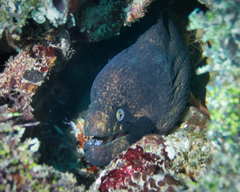 Gymnothorax breedeni