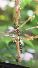 Cordulegaster bidentata