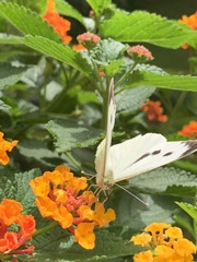 Pieris brassicae