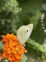 Pieris brassicae
