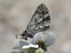 Pyrgus onopordi