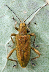 Donacia bicolora