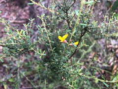 Pultenaea microphylla