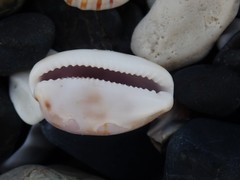 Talostolida pellucens